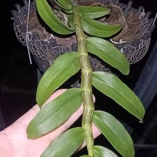 phi điệp thân lá đẹp ki năm 2