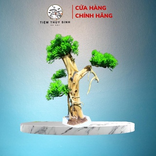 Lũa thủy sinh bonsai bền đẹp, layout bonsai trang trí bể thuỷ sinh, cây bonsai setup bể thuỷ sinh mini