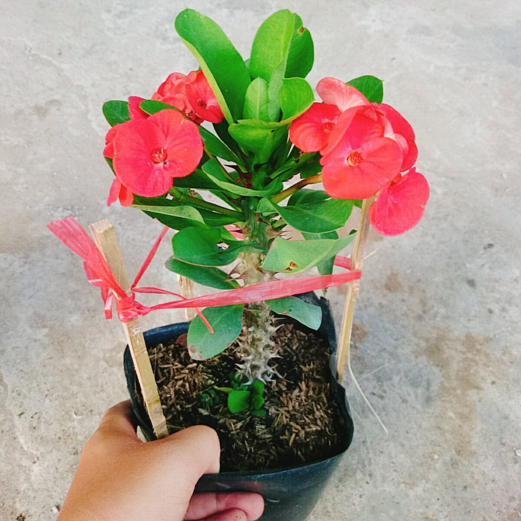 Combo 4 cây xương rồng bát tiên