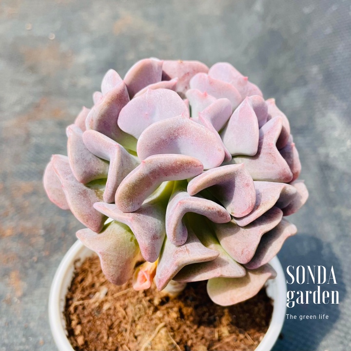 Sen đá cúc tím cổ thụ SONDA GARDEN size trung bình 8-10cm, cây cảnh trang trí nhà cửa, lỗi 1 đổi 1