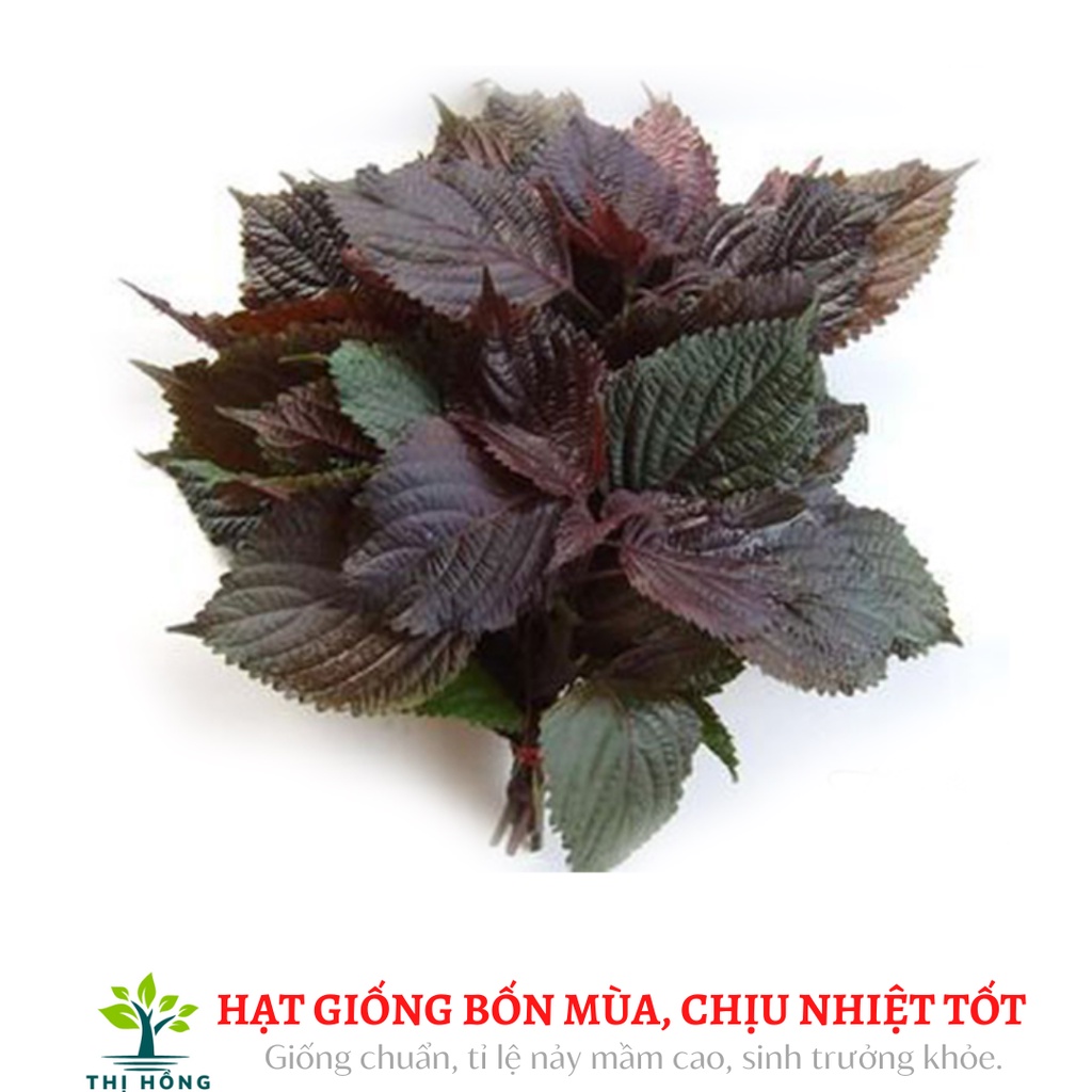 Hạt giống tía tô (thân tía, lá tía, có lông nhám, mùi rất thơm).