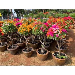 Cây Hoa Giấy Ngũ Sắc