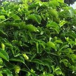 PHÂN BÓN LÁ TRUNG VI LƯỢNG BULGASARI Vino 79 Chai 500ML