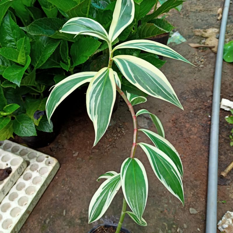 Chậu cây chong chóng var - spiral ginger var - costus arabicus var - ship toàn quốc