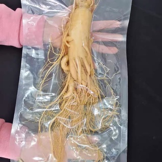 Nhân sâm hàn quốc, sâm tươi hầm gà hàn quốc, 49k/c