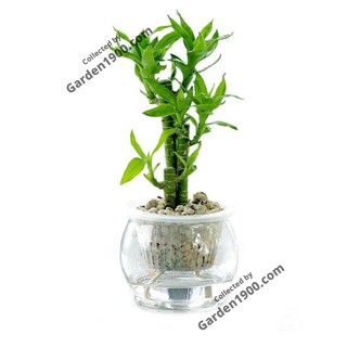 Cây trúc phú quý thủy sinh - Cây văn phòng - Cây nội thất - Cây để bàn