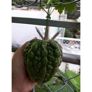 [F1] Hạt giống mướp đắng trái tim