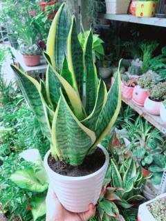Chậu Cây Lưỡi Hổ