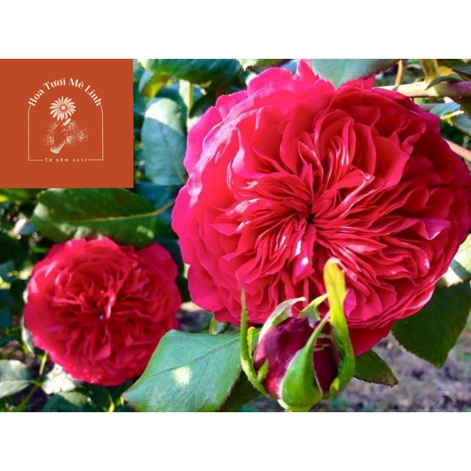 Hoa hồng ngoại Rouge Royal – Bông hồng mang nét đẹp của sự bền bỉ-HoaTuoiMeLinh