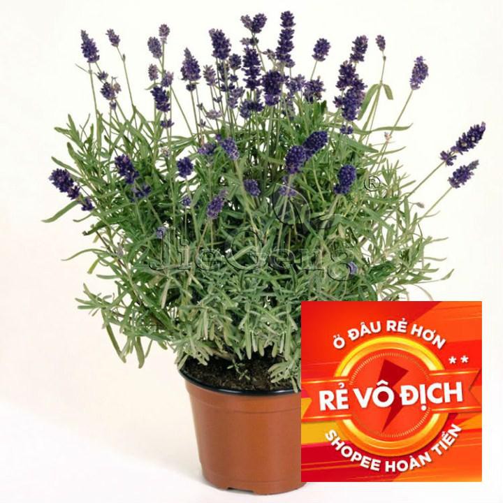 50h hạt giống hoa oải hương Lavender TRỢ GIÁ