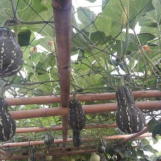 BÍ ĐỎ CỦ LẠC THÁI LAN F1