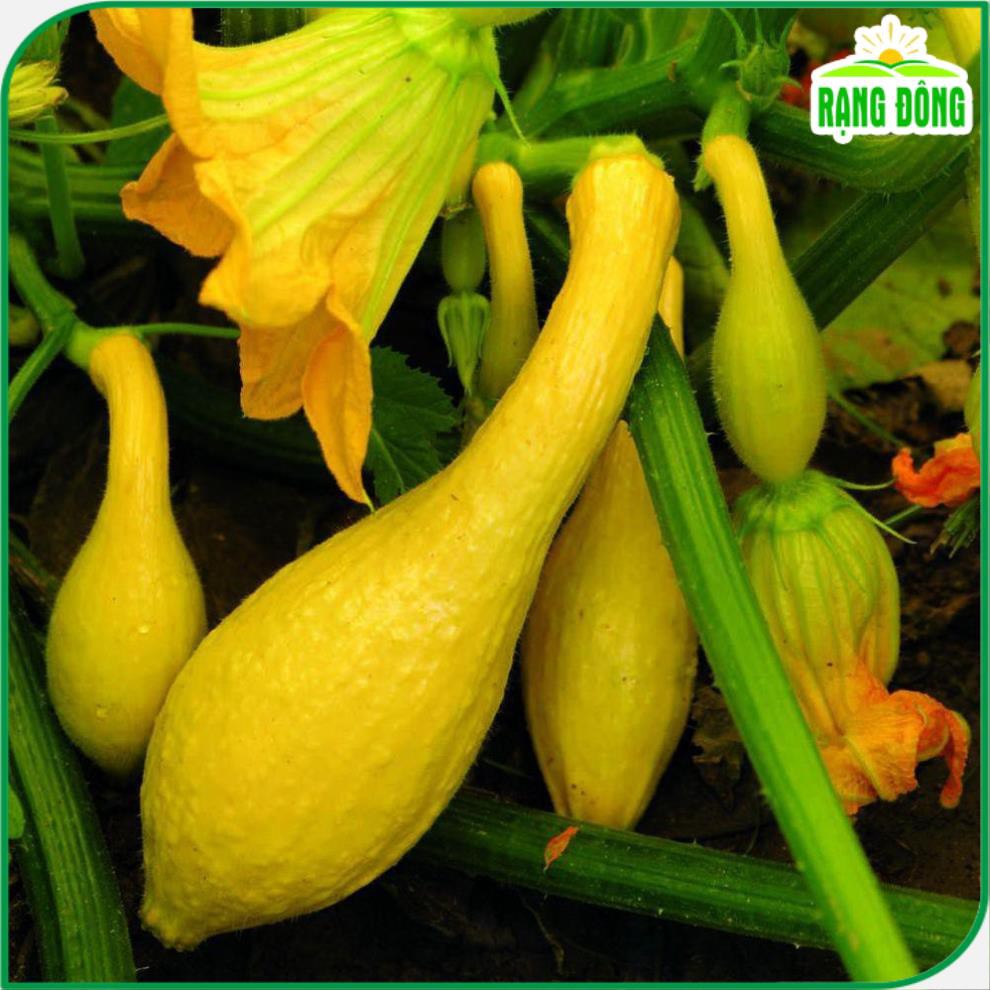 Hạt giống Bí Thiên Nga thịt dày, màu vàng, ngọt, trồng quanh năm (gói 5 hạt) - Hạt giống Rạng Đông