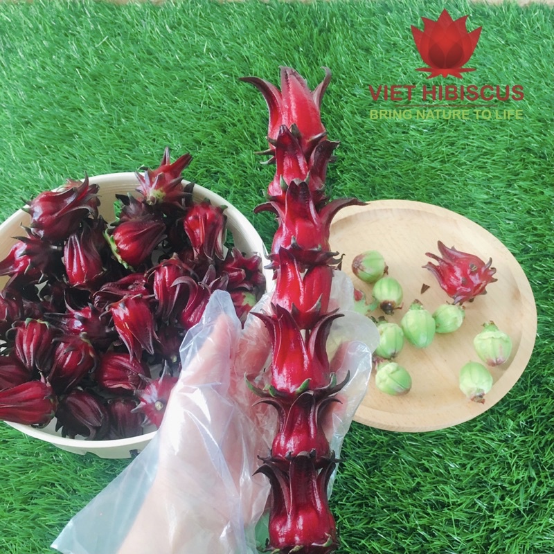 Hoa atiso đỏ tươi [LOẠI ĐÃ TÁCH HẠT LOẠI 1kg] - Hibiscus - Bụp giấm | BigBuy360 - bigbuy360.vn