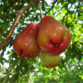cây mận An phước