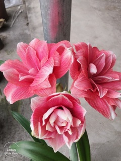 Lan huệ Double Dream teen