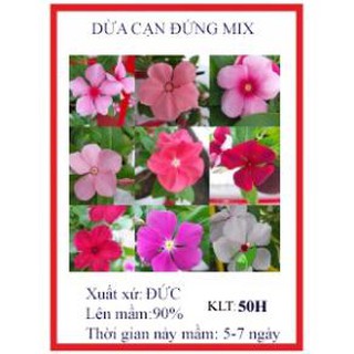 50 hạt giống hoa dừa cạn cây đứng nhiều màu