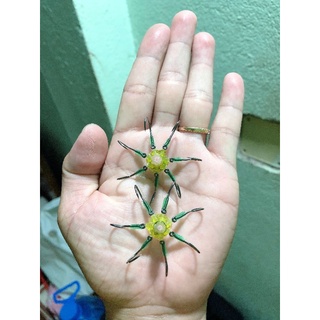  RƯỜNG CÂU DÌA MINI DÀNH CHO CẦN IKADA 