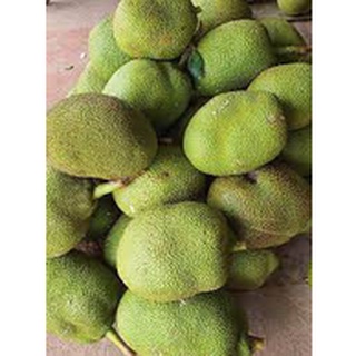CÂY GIỐNG MÍT VIÊN LINH( GIỐNG GHÉP CHO TRÁI SIÊU SỚM)