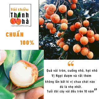 2kg Vải thiều thanh hà chuẩn  - Cắt tại vườn nhà chú Hùng bao ngon ngọt không sâu đầu