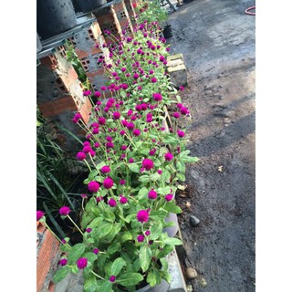 Hạt Hoa CÚC Bách nhật màu tím - Gói 0,5 gram