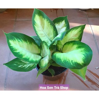 (Quận 8 - chỉ Hỏa tốc) Chậu cây VẠN NIÊN THANH, ưa mát.