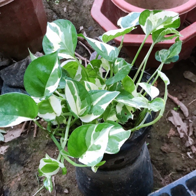 Trầu bà cẩm thạch