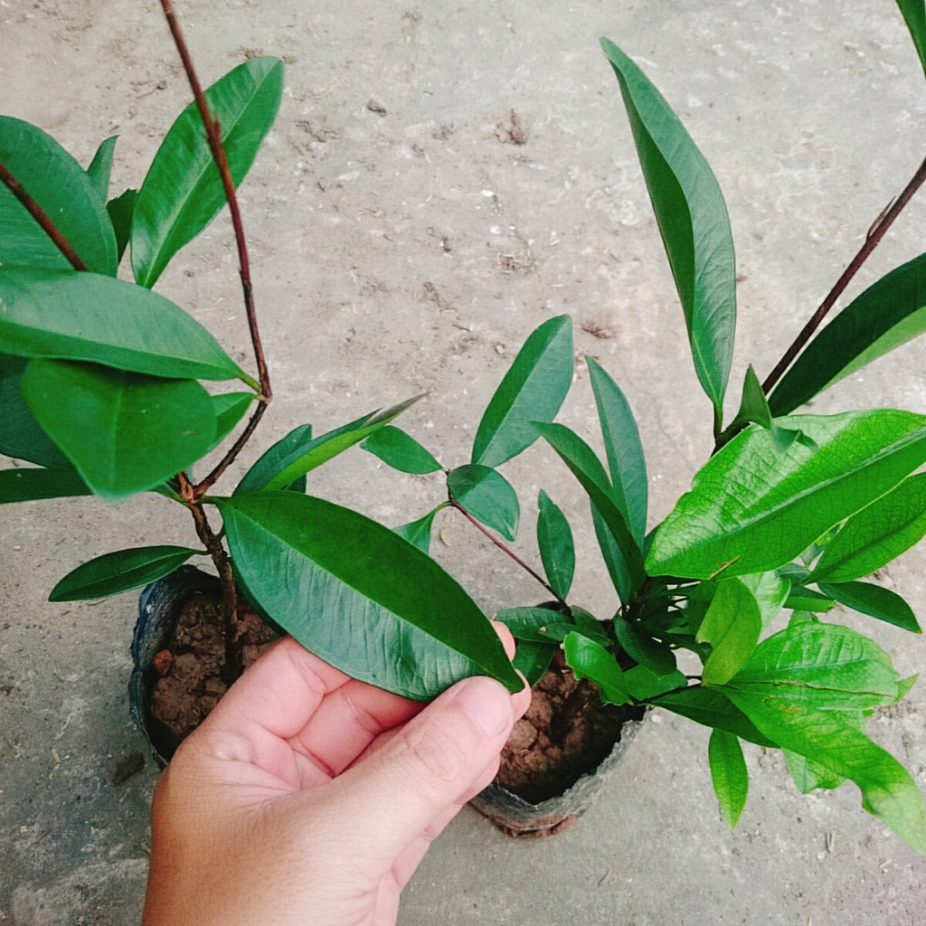 Cây Cherry Brazil - cây ăn quả - caykiengsadec