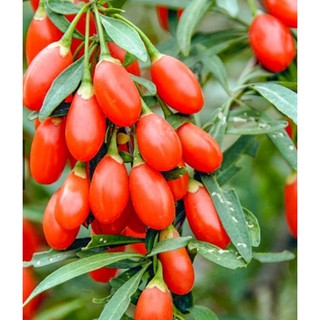 Hạt giống Câu kỳ tử