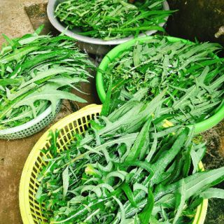 GÓI TẮM BÉ THẢO DƯỢC