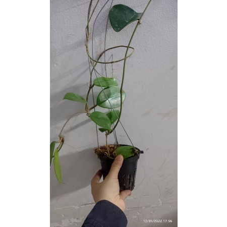 Cẩm cù Sweet Scent cây sắp hoa