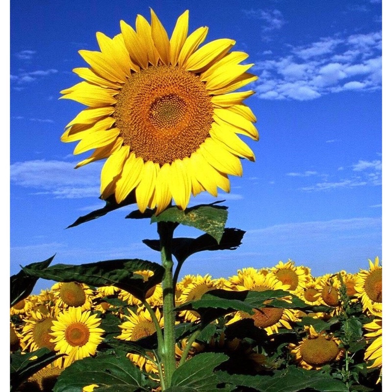 Hạt dương mặt cười siêu hoa F1