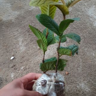 cây Trà hoa vàng