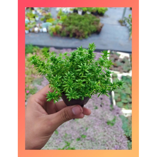 SEN ĐÁ SEDUM XANH SIZE BÉ, HÀNG ĐÀ LẠT, SIÊU XINH SIÊU KHỎE, LỖI 1 ĐỔI 1