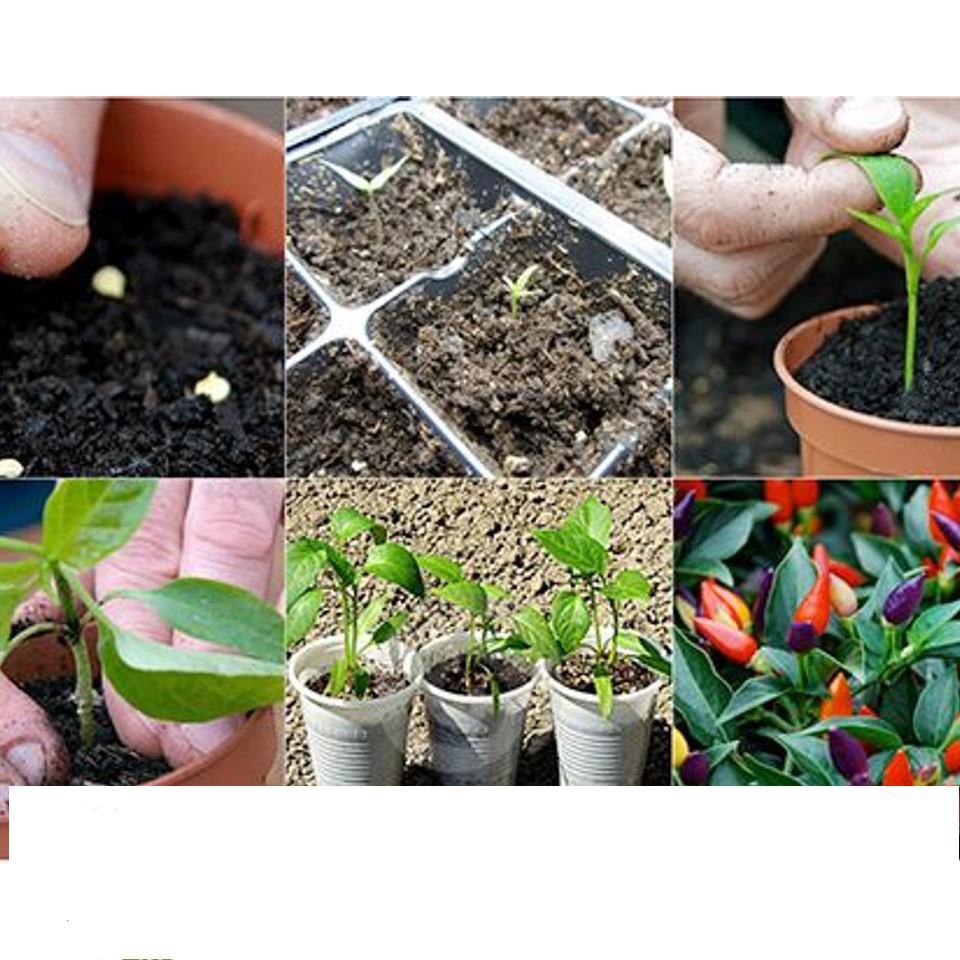 GÓI 10 HẠT GIỐNG ỚT NGŨ SẮC Ớt kiểng ngũ sắc ĐẾN MÙA TRỒNG TẾT KHUYẾN MẠI SHOP MỚI HẠ GIÁ SỈ