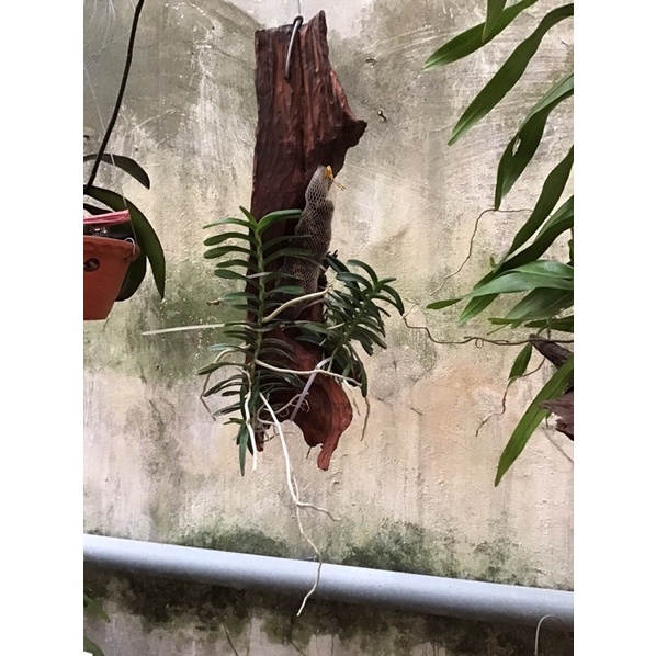 Lan cù lao minh Bình Thuận gồm 02 cây nguyên bản và 01 cây mẹ con ghép trên gỗ lũa