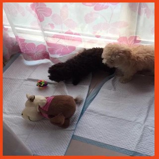 Tấm lót vệ sinh cho thú cưng🐶🐱🐰