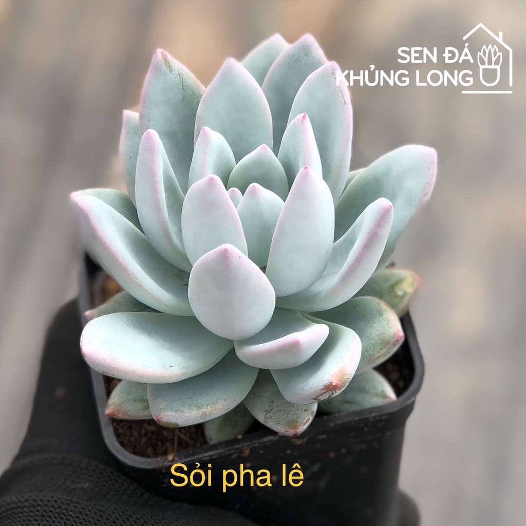 Sen đá Sỏi Pha Lê - echeveria simononsa