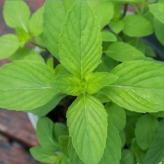 Hạt Giống Húng Cây (0.2g)