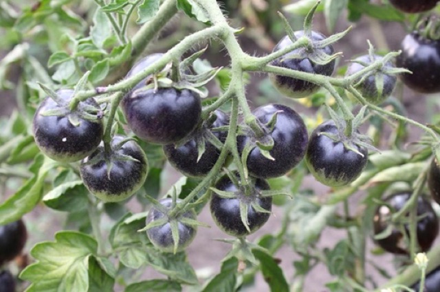 Hạt giống cà chua đen cherry F1