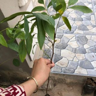 COMBO 2 CÂY BẰNG LĂNG TÍM 110K