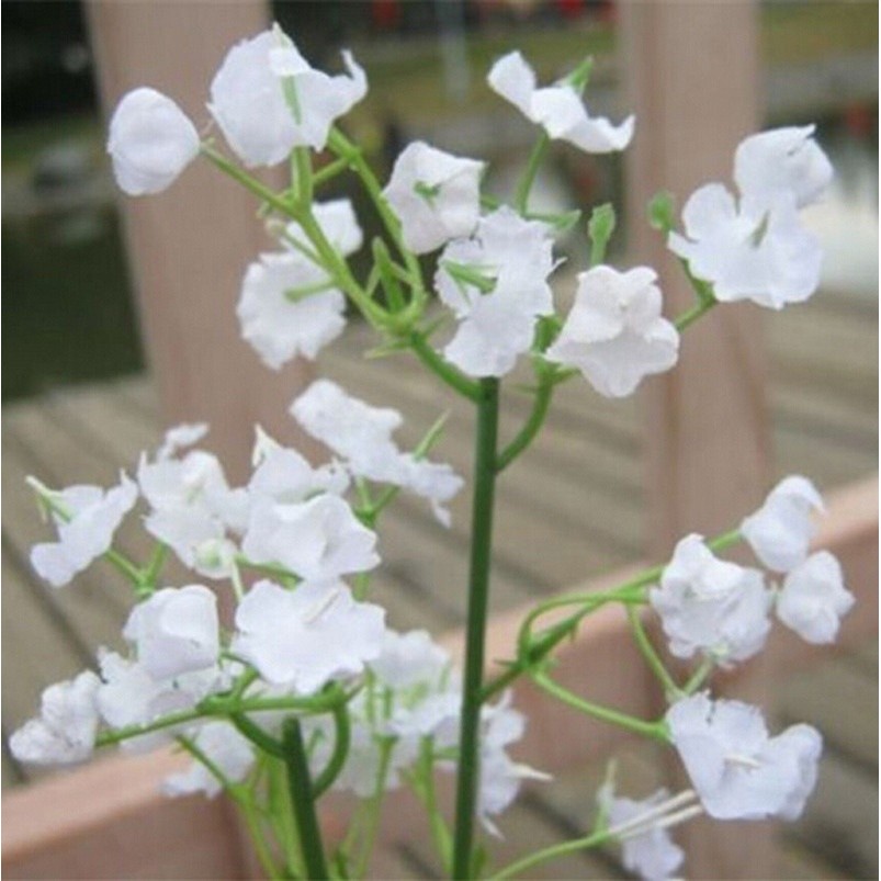 1 Bó Hoa Gypsophila Nhân Tạo Màu Trắng Dùng Cho Trang Trí Tiệc