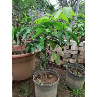 Cây Quất hồng bì