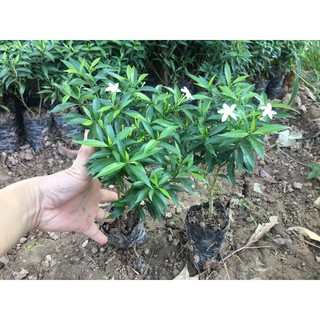 Cây Mai Vạn Phúc ( Cây cao từ 20-30 cm )