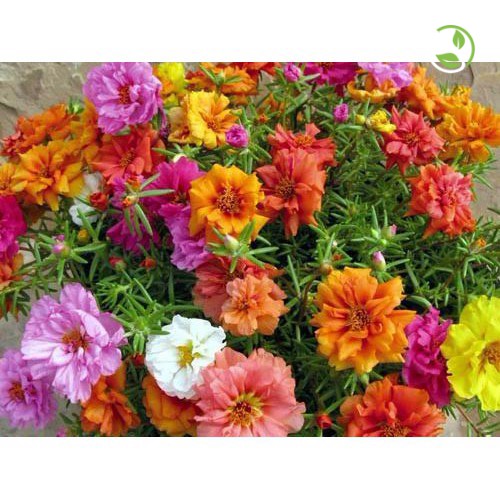 Hạt Giống Hoa Mười Giờ Kép Mix Nhiều Màu PN-08 Phú Nông - Gói 50 hạt - &quot;Double Petals&quot; Portulaca Happy Hour Mix