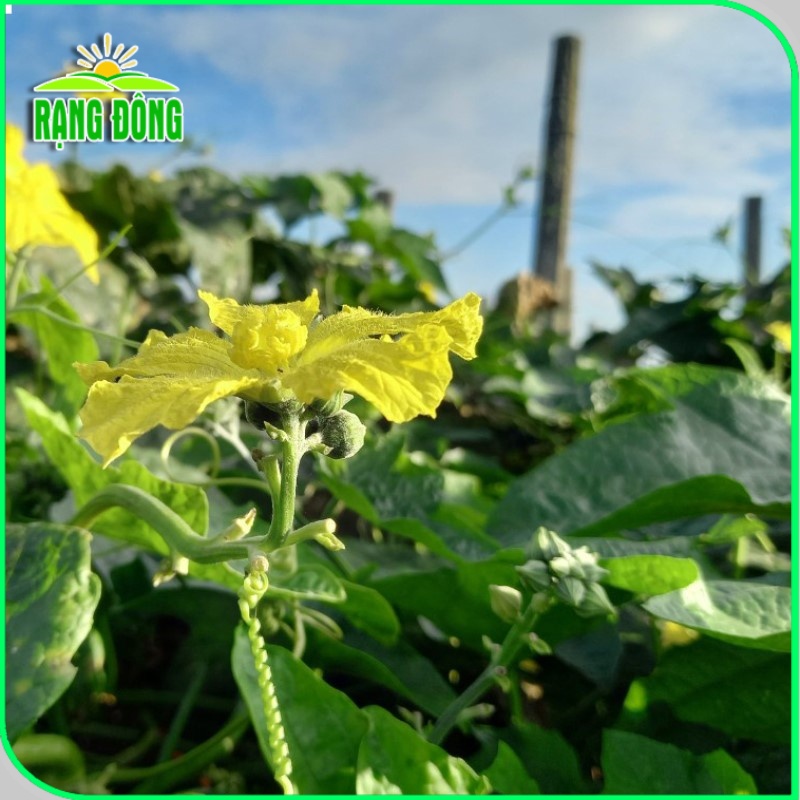 Hạt giống Mướp Siêu Nụ dễ chăm sóc, nụ cứng, dễ vận chuyển, trồng quanh năm (gói 1gr) - Hạt giống Rạng Đông