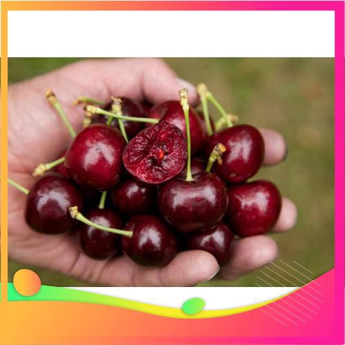 Hạt Giống Anh Đào Cherry- 5 Hạt [ Tặng bộ dụng cụ làm vườn Mini 3 món ] VIETGAR