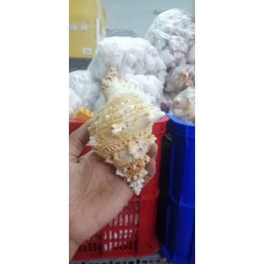 VỎ ỐC BIỂN. VỎ ỐC TÙ VÀ GAI SƯU TẬP, TRƯNG BẦY TRANG TRÍ NHÀ CỬA, HỒ CÁ, TIỂU CẢNH MÔ HÌNH