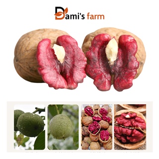 Nhân hạt óc chó đỏ hữu cơ sấy tách vỏ 500g