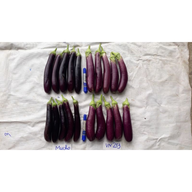 Hạt Giống Cà Tím Dài F1 Cà Chùm - HMTĐ