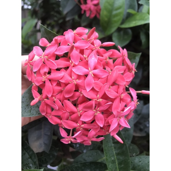 Cây mẫu đơn ta 1 thân cao 80cm-1m